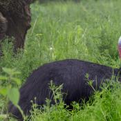 Cassowary