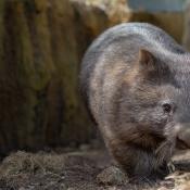 Wombat