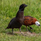 shelduck 