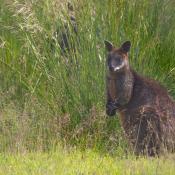 Wallaby