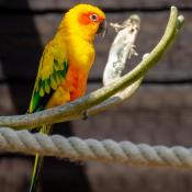 Conure