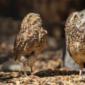 Burrowing Owls