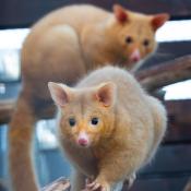 Golden Possums