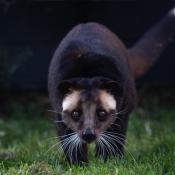 Civet