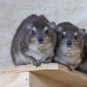 Hyrax