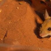 Spinifex Mouse