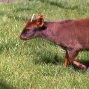 Pudu