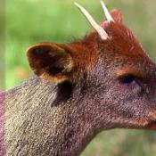 Pudu