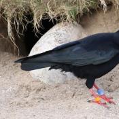 Chough re-introduction