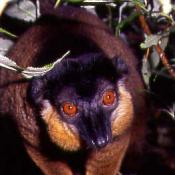 Lemur