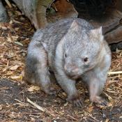 Wombat