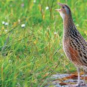 Corncrake re-introduction