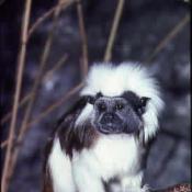 Tamarin