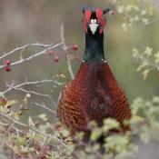 Pheasant