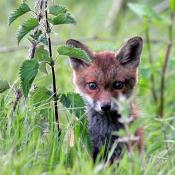 Fox cub