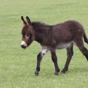 Donkey