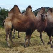 Camels