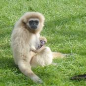 Gibbon