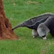 Anteater