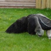 Anteater