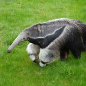 Anteater