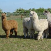 Alpacas