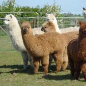 Alpacas