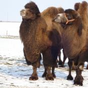 Camels