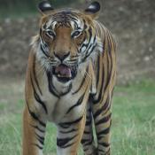 Malay Tiger