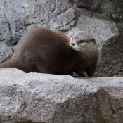 Otter