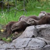 Otters