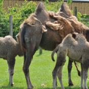 Camels