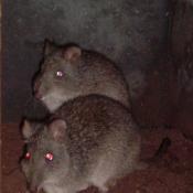 Potoroo