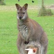 Bennetts Wallabies