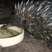 Echidna