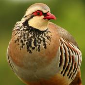 Partridge