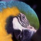 Blue and Gold Macaw