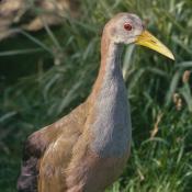 Giant Wood Rail