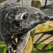 Binturong