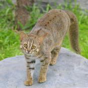 Rusty-spotted Cat