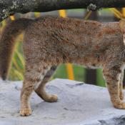 Rusty-spotted Cat