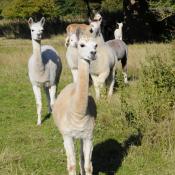 Alpacas