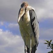 Marabou Stork