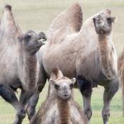 Camels