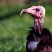 Vulture