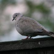 Dove