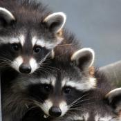 Raccoons