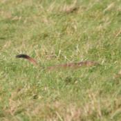 Stoat