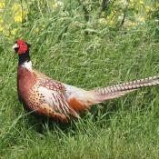 Pheasant