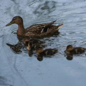 Duck with ducklings